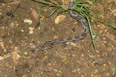 Pseudelaphe phaescens