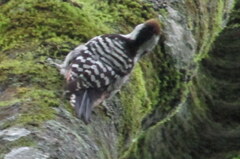 Dendrocoptes auriceps