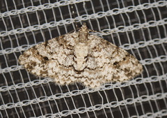 Myrioblephara desumpta