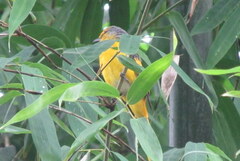 Pericrocotus flammeus