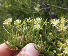 Lepidium leptopetalum