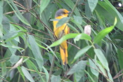 Pericrocotus flammeus