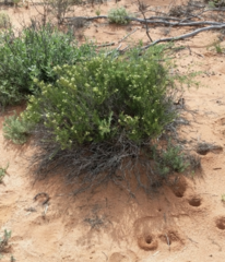 Lepidium leptopetalum
