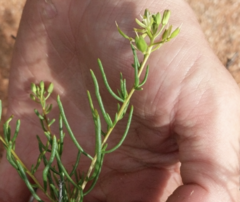 Lepidium leptopetalum