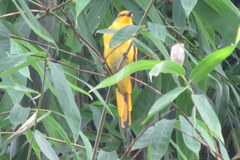 Pericrocotus flammeus