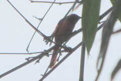 Pericrocotus speciosus
