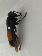 Vespa affinis