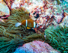 Amphiprion akindynos