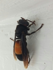 Vespa affinis