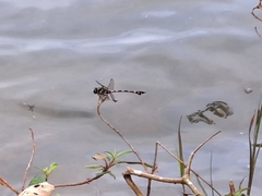 Ictinogomphus decoratus