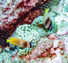 Chaetodon kleinii