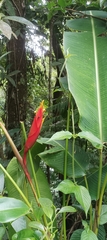 Heliconia episcopalis