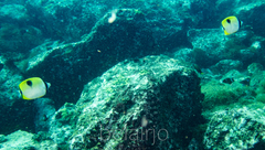 Chaetodon unimaculatus