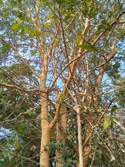 Vachellia leucophloea