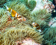 Amphiprion akindynos
