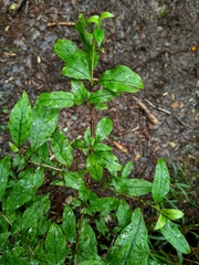 Coprosma tenuifolia