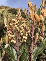 Comarostaphylis arbutoides