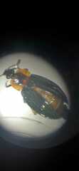 Oxelytrum discicolle