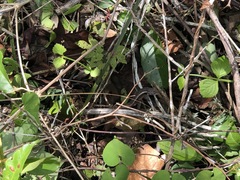 Sceloporus chrysostictus