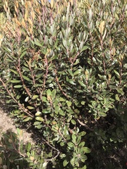 Comarostaphylis arbutoides