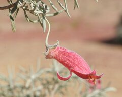Eremophila pterocarpa acicularis