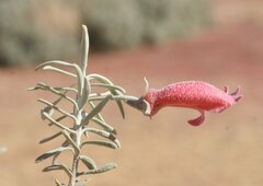 Eremophila pterocarpa acicularis