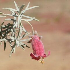 Eremophila pterocarpa acicularis