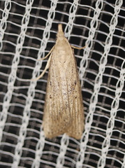 Lamoria idiolepida
