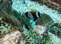 Amphiprion latezonatus