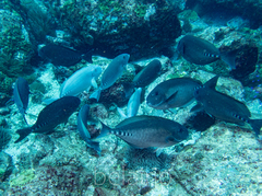 Prionurus microlepidotus