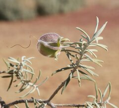 Eremophila pterocarpa acicularis