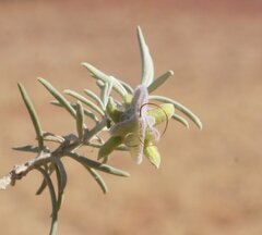 Eremophila pterocarpa acicularis