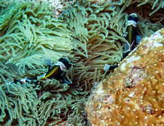 Amphiprion latezonatus