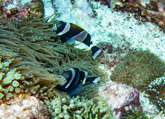 Amphiprion latezonatus