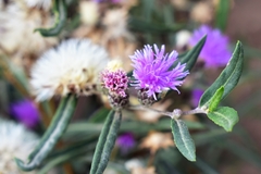 Lessingianthus rubricaulis