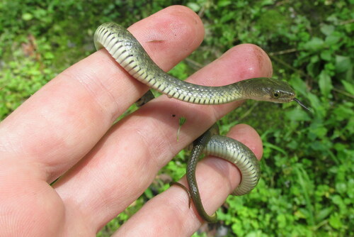 St. John's Keelback