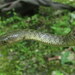 St. John's Keelback - Photo (c) Jonathan Hakim, some rights reserved (CC BY-NC), uploaded by Jonathan Hakim
