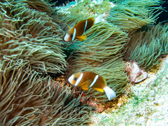 Amphiprion akindynos
