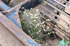 Lessingianthus rubricaulis