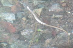 Fowlea sanctijohannis