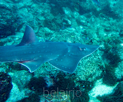 Rhynchobatus australiae