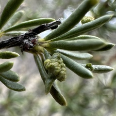 Eriophyes adenostomae