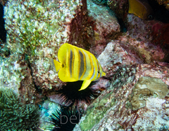 Chaetodon rainfordi