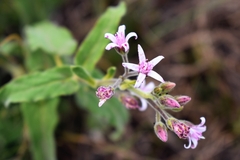 Oxypetalum solanoides