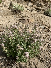 Ageratina occidentalis
