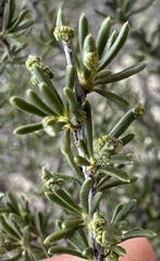 Eriophyes adenostomae