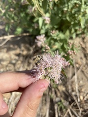 Ageratina occidentalis