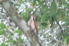 Chrysocolaptes guttacristatus