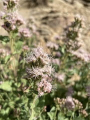 Ageratina occidentalis