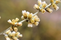 Pterocaulon cordobense